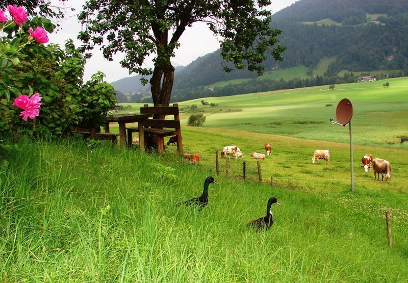Apartament Hinterankerwald Walchsee Zewnętrze zdjęcie